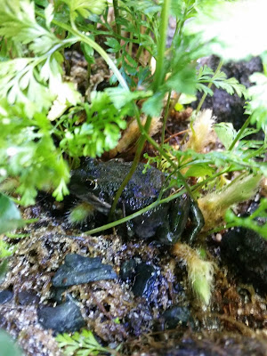 Spotted Marsh frog hiding in Fern bush