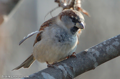 Pardal comú (Passer domesticus)