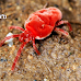 ఆరుద్ర పురుగుతో పర్యావరణ హితం - Arudra Purugu, Red velvet mite