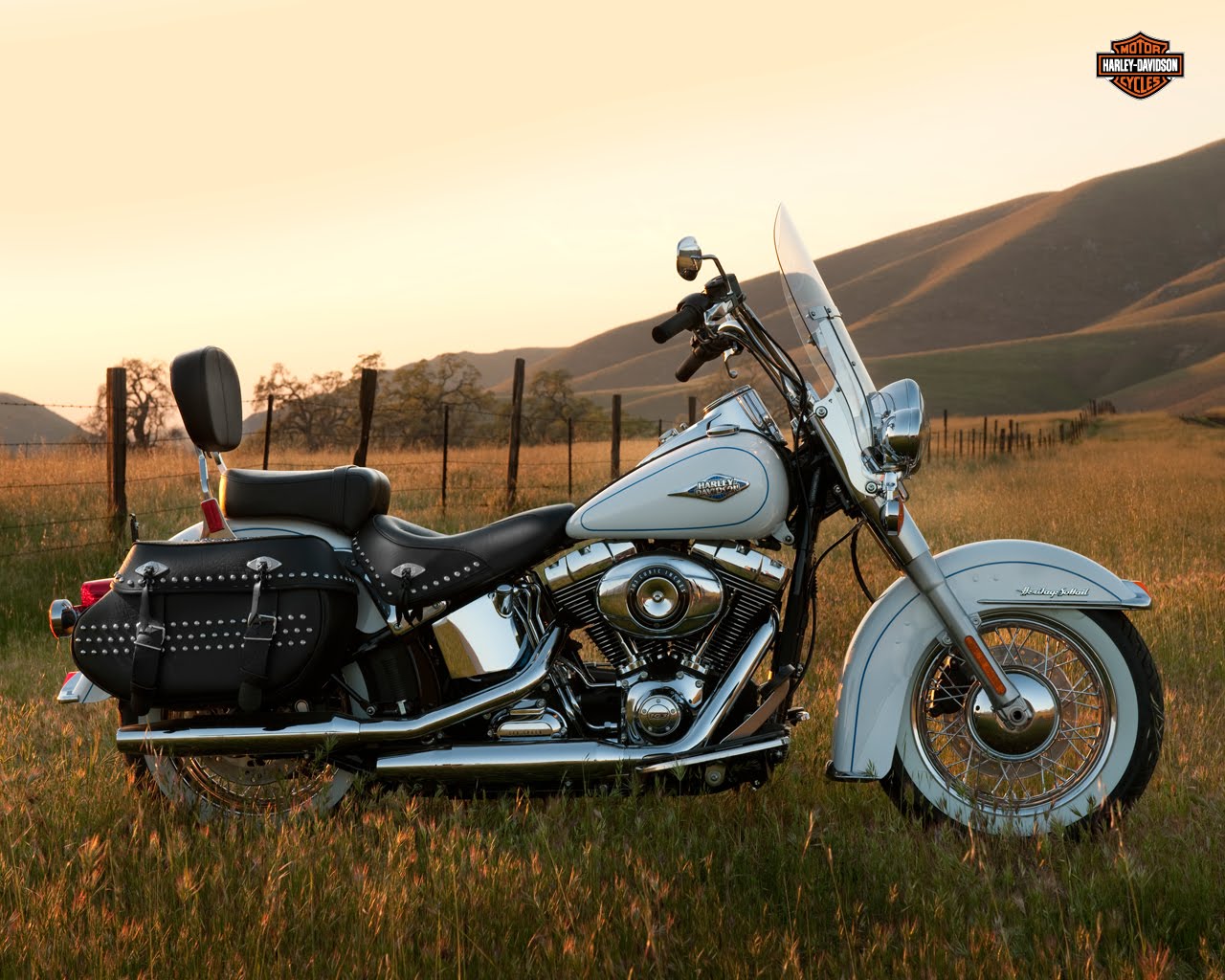 harley softail lineup