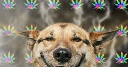 O Novo Meme: Cão dorgado (Drogado) o novo meme da intenet.