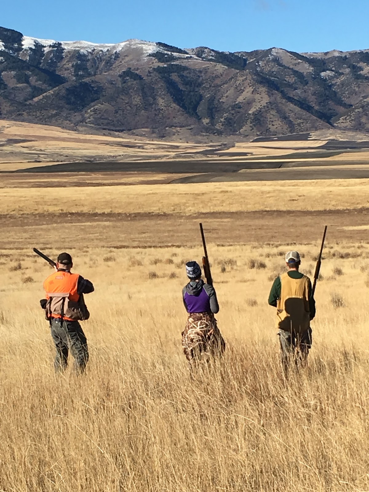 Gunsight Kennels 2017