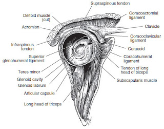 Shoulder Dislocation Case File