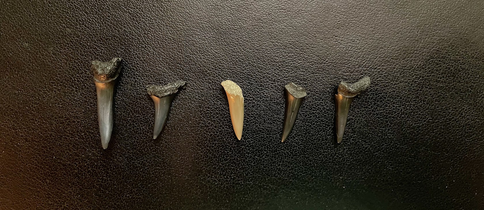 Where to find shark teeth near Charleston — Suz Marks the Spot