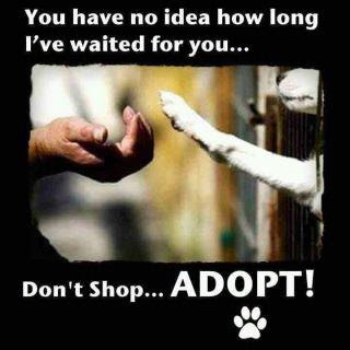 Until there's none - adopt one!