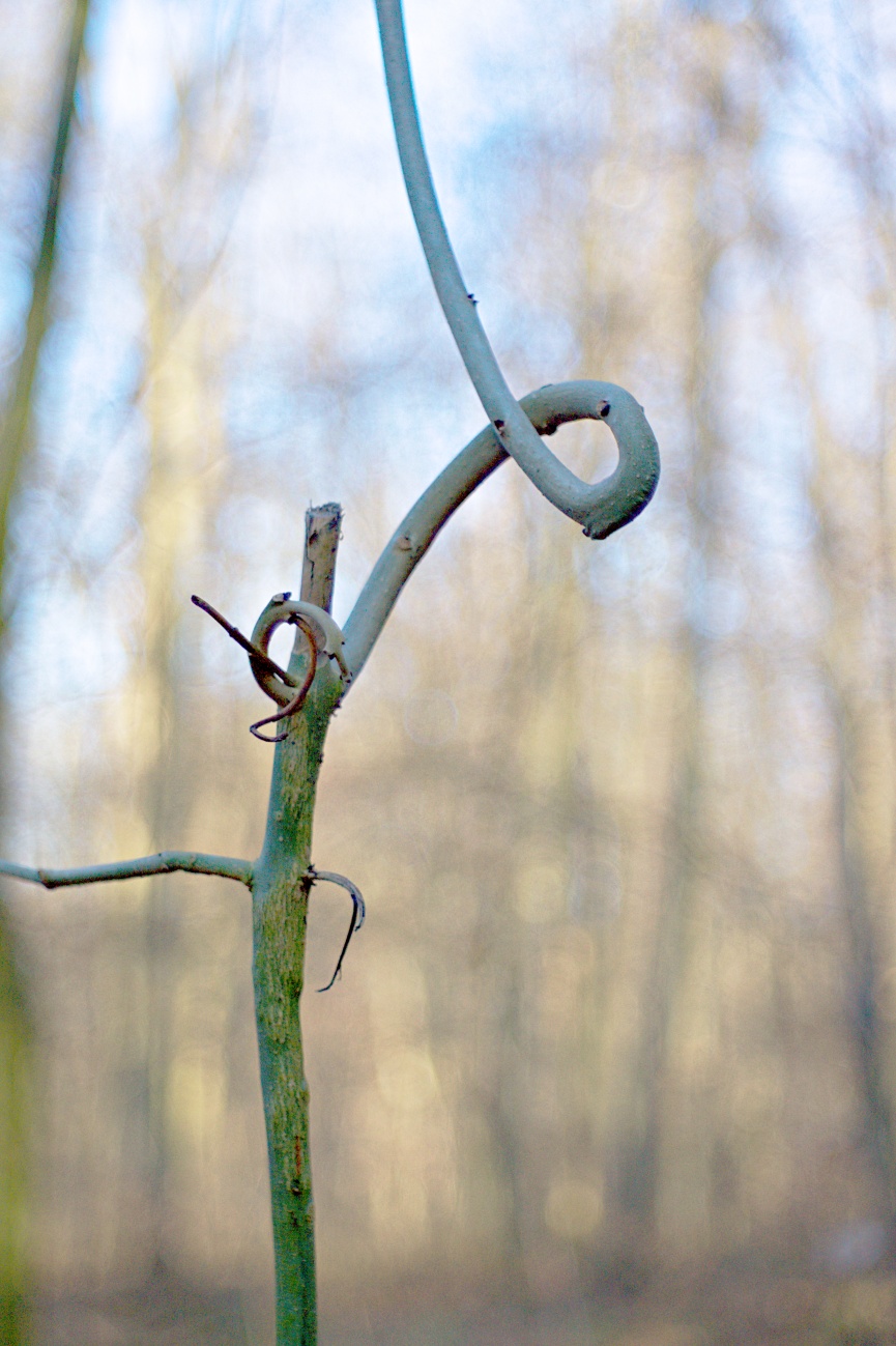 48€ Kombo — Wald und Sonne