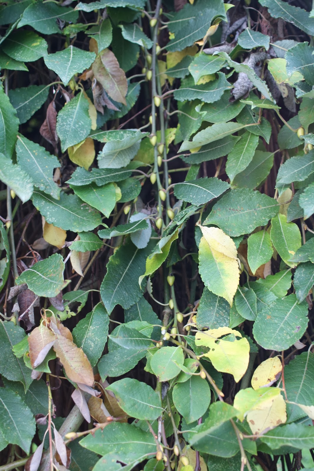 How does your garden grow - Goodbye, trees - Mum of Three World