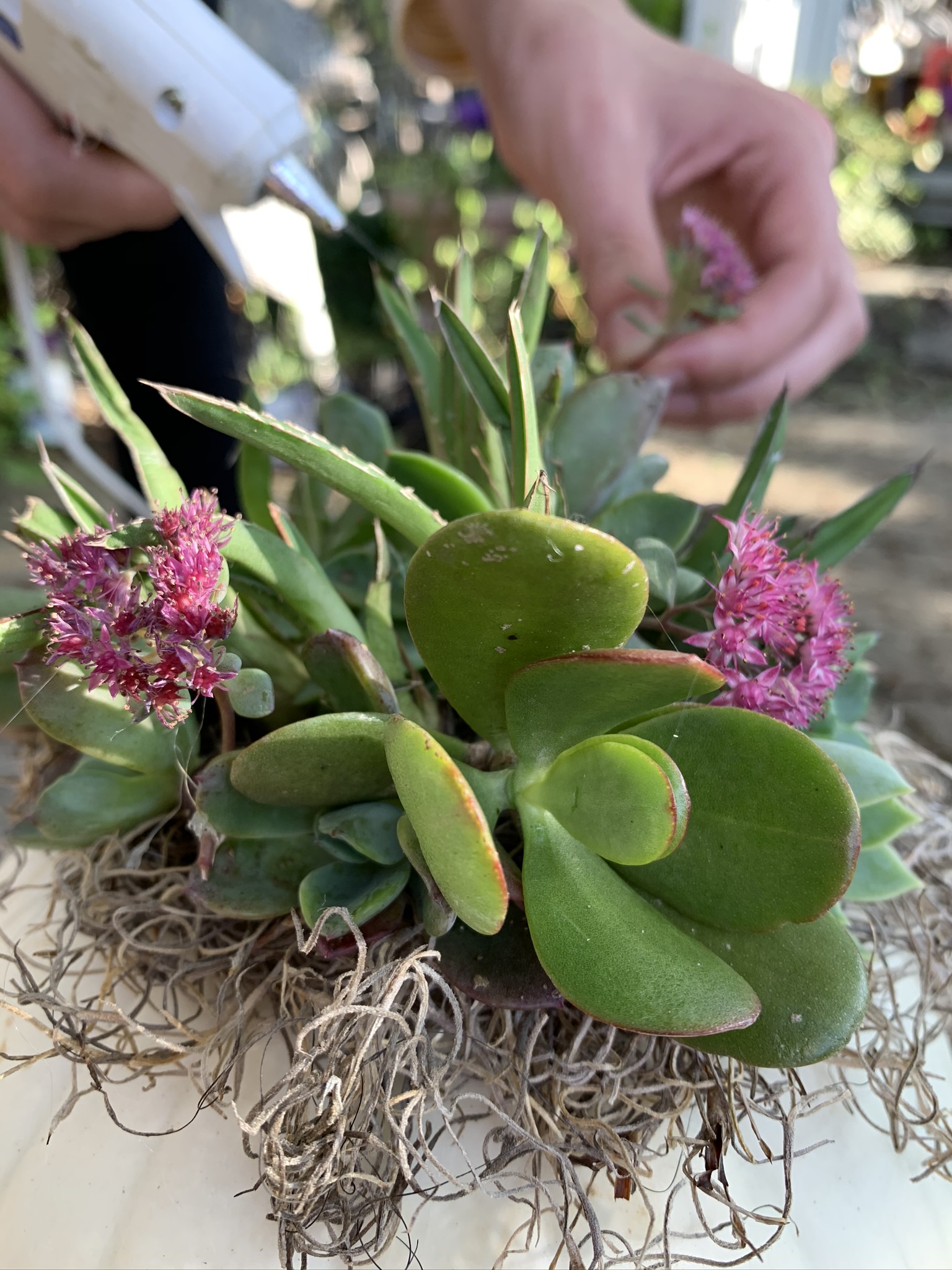 WashingtonGardener DIY Pumpkin Succulent Arrangement