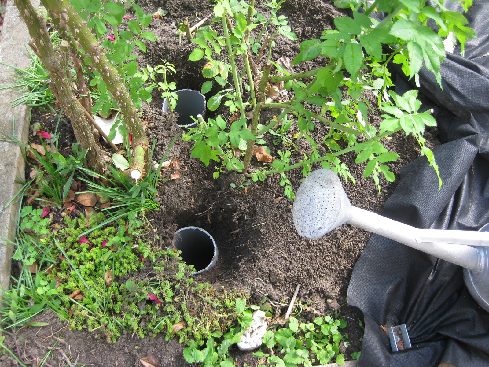 Buddel Im Garten Beton Und Traubenhyazinthen