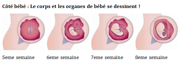 Côté bébé : Le corps et les organes de bébé se dessinent !