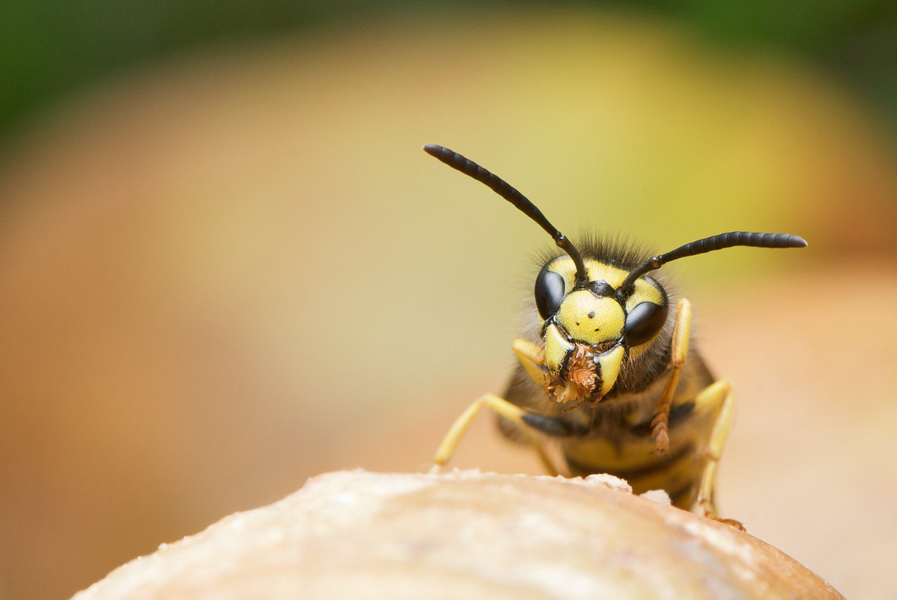 Brazilian Wasp’s Venom Kills Cancer Cells Without Harming Healthy Ones
