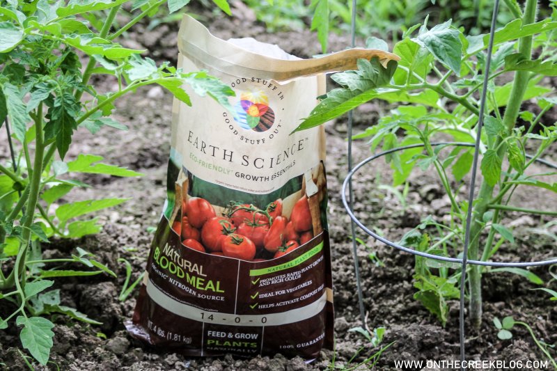 Using Natural Blood Meal on Tomato Plants