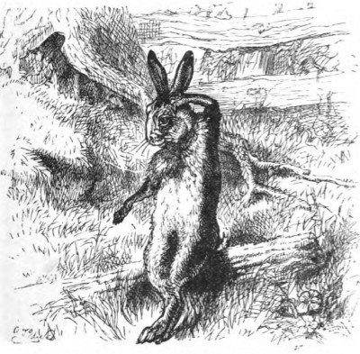 Mythology and Folklore UN-Textbook: Brer Rabbit: How Mr. Rabbit Was Too ...
