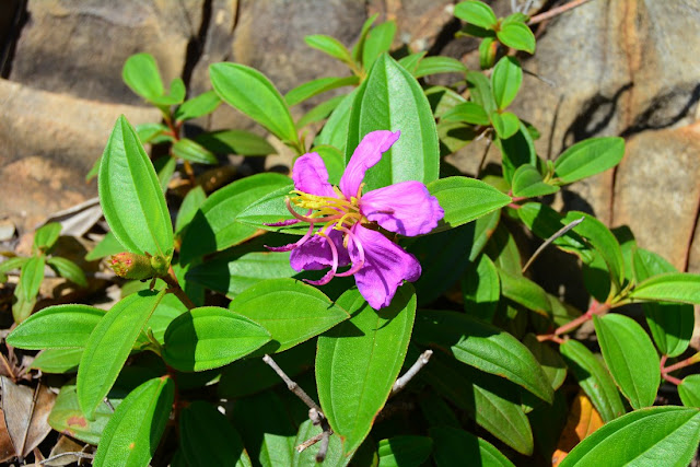 Melastoma malabathricum Melastoma malabathricum