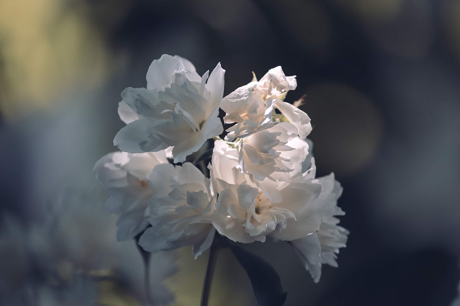 100 Gambar  Bunga  Cantik Berdasarkan Nama Dan  