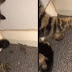 Jovem grava gato brincando com aranha, mas vídeo tem desfecho desesperador