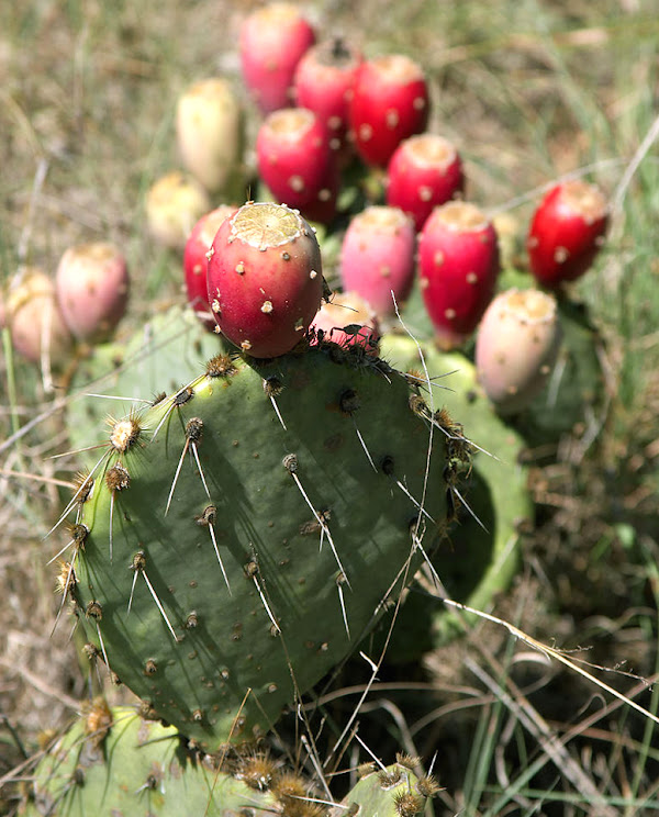 prickly pear farming, cactus farming, cactus farming business, commercial cactus farming, commercial cactus farming business, how to start cactus farming, cactus farming tips