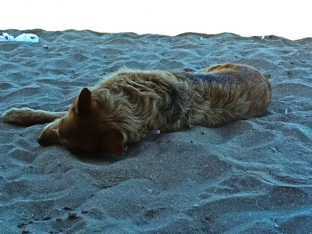 Foto perro durmiendo en la playa