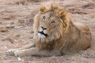 Lion Images Lion Images