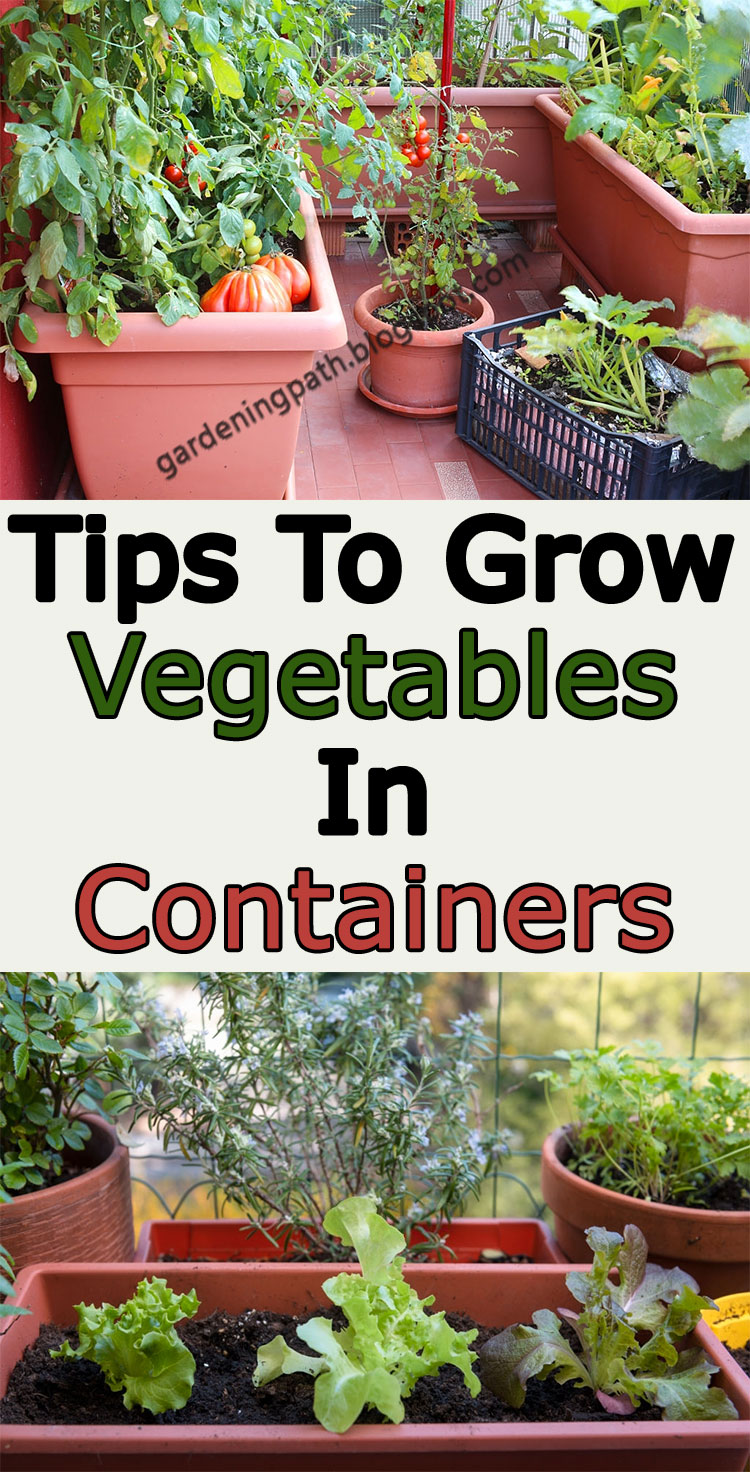Tips To Grow Vegetables In Containers