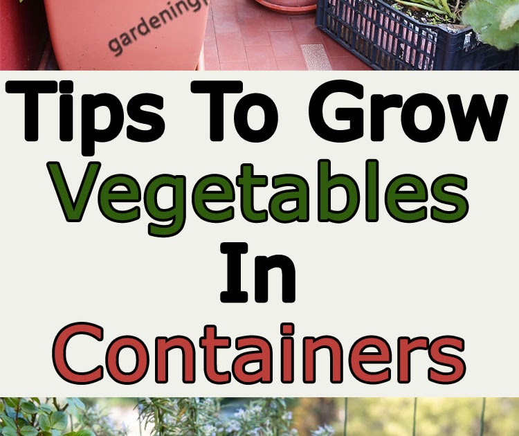 Tips To Grow Vegetables In Containers