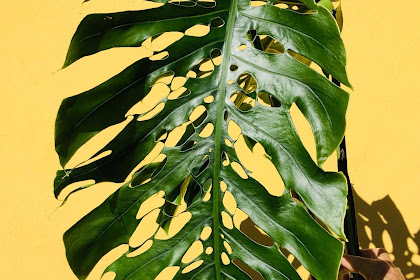 Tanaman Hias Janda Bolong Monstera Jadi Primadona