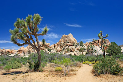 Paisajes del desierto con arbustos rocas y dunas