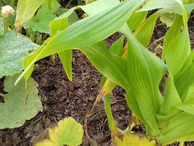 Allotment Growing - Sweetcorn - Leaf Mould Mulch