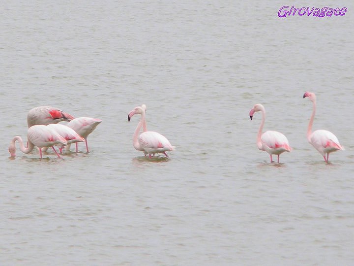 fenicotteri rosa Valli Comacchio