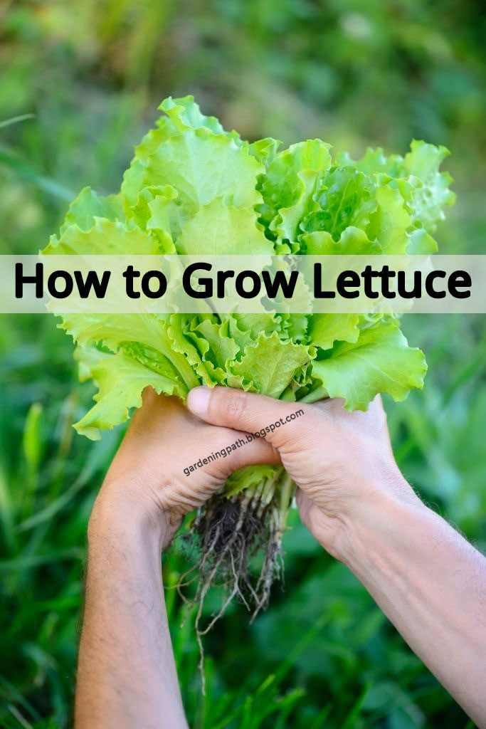 How to Grow Lettuce