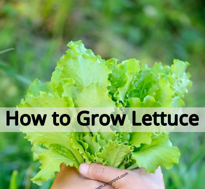 How to Grow Lettuce