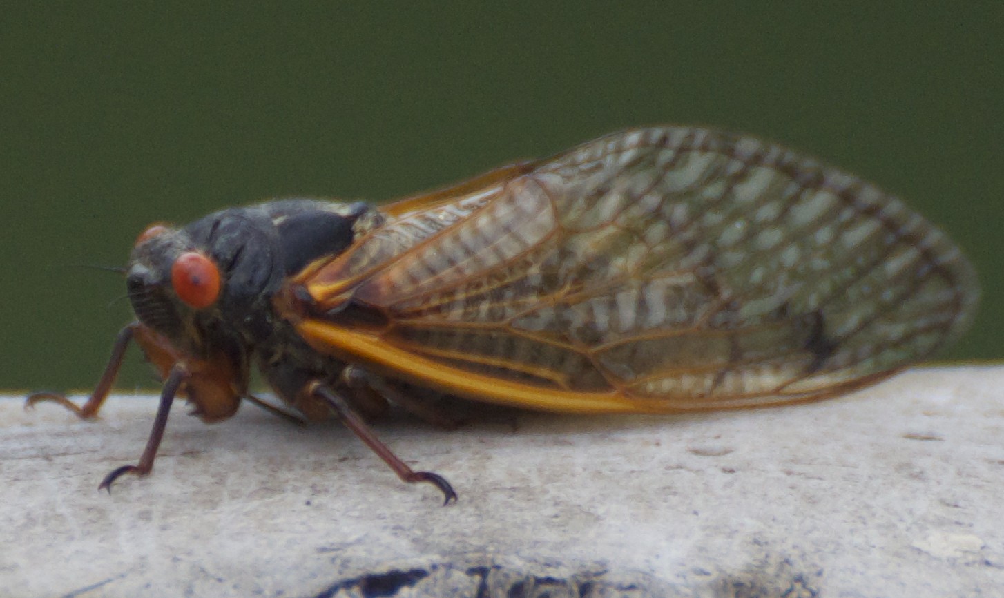 You Hear Them...Ever seen one..a CICADA!! Terrorizing Nashville NOW!