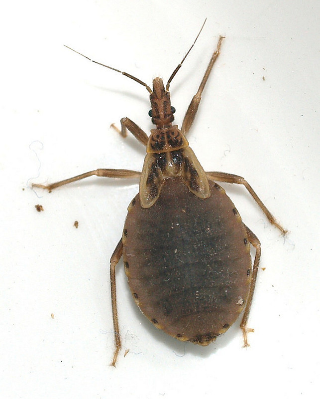 List 93+ Pictures Show Me A Picture Of A Kissing Bug Stunning