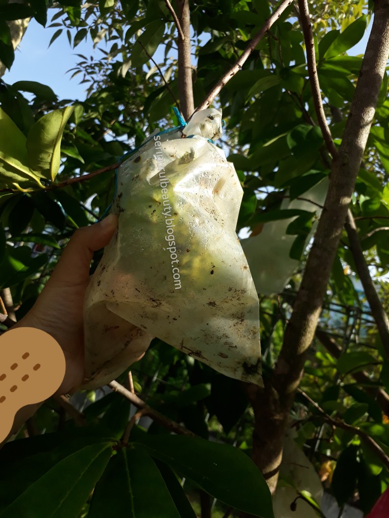 Healthy Nurul Beauty: The growth of my wrapped durian belanda (soursop ...