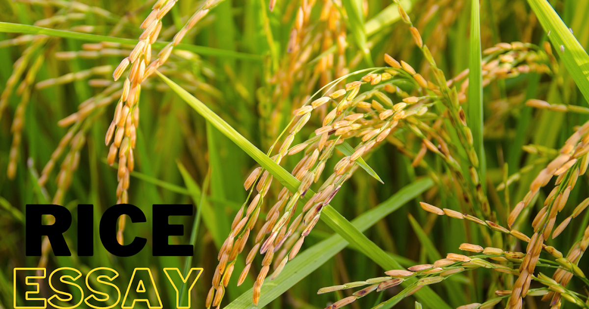 rice field essay