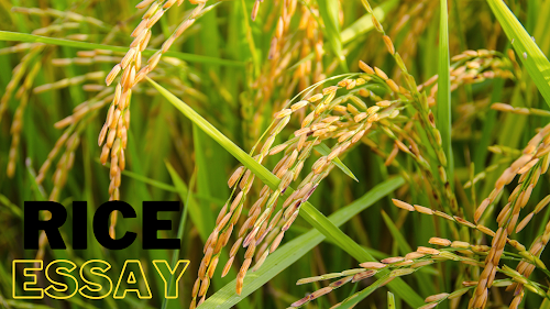 Essay about rice in the philippines image