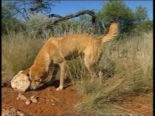 Dingo | Animal Wildlife