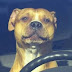 كلب يقود سيارة بسرعة  160 كم  فى أمريكا والشرطة تطارده 