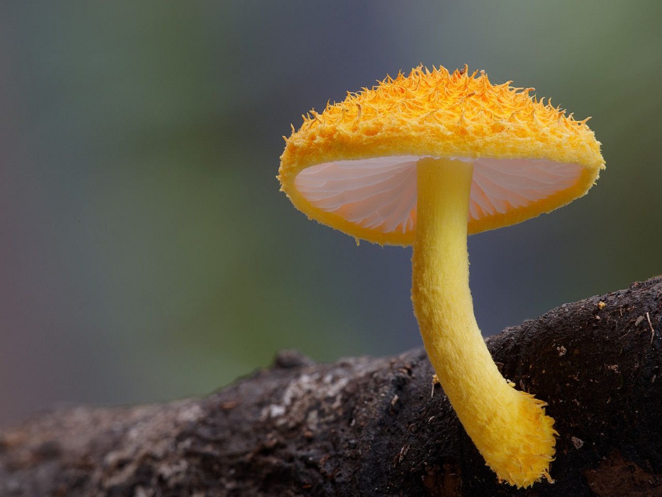 Экзотические грибы. Лерациомицес гриб. Cyptotrama asprata гриб. Гриб Marasmius haematocephalus. Mycena chlorophos.