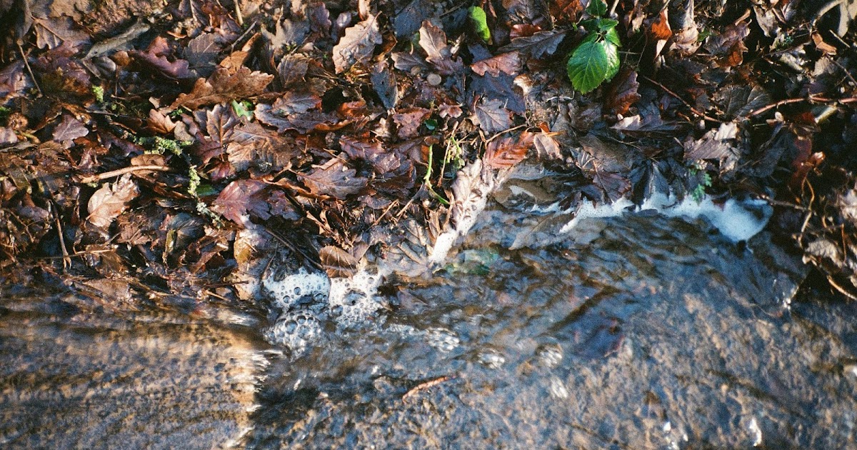 Cabbage Moths Lay Their Eggs On My Kale North Greenwich film