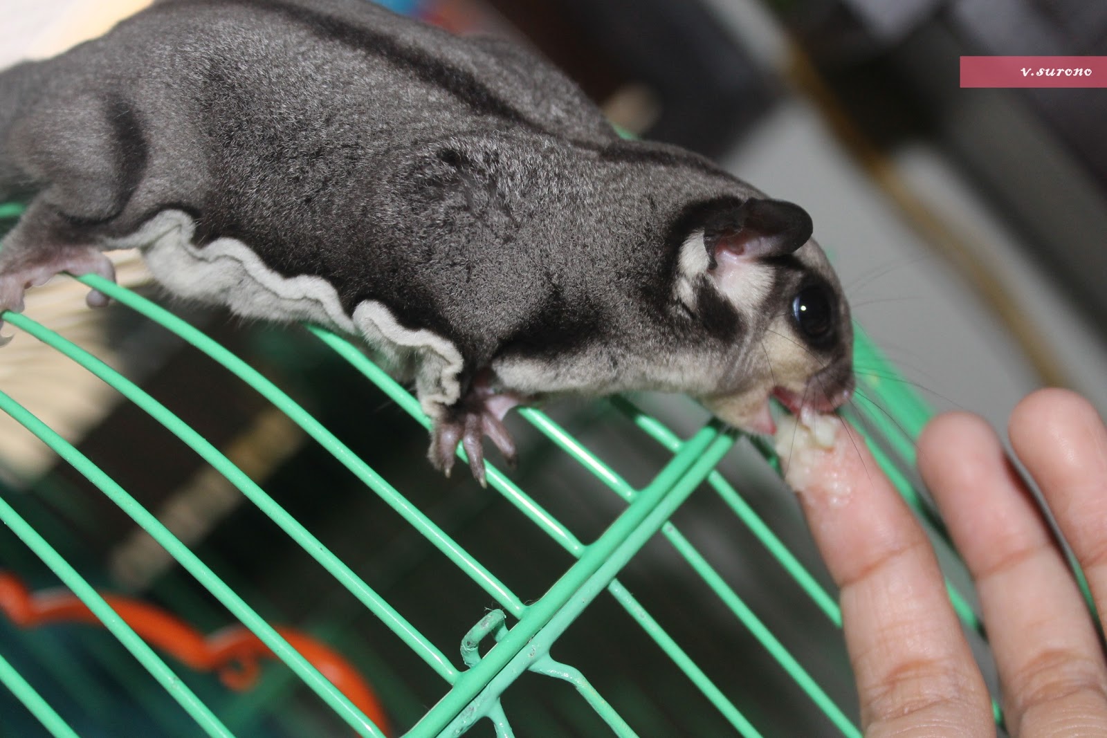 Sugar gliders in spanish