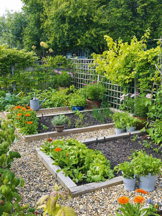 vegetable patch