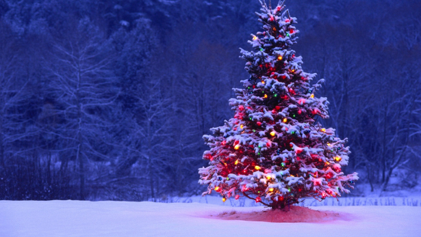 Essay about christmas tree