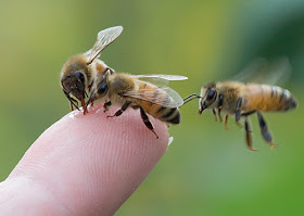 Why do we feel severe burning sensation on Bees bite?