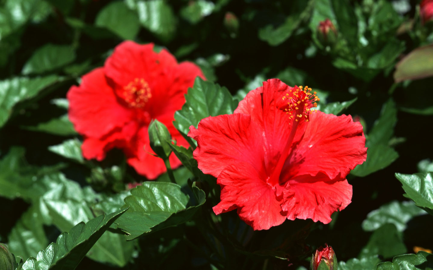 красный цветок три буквы