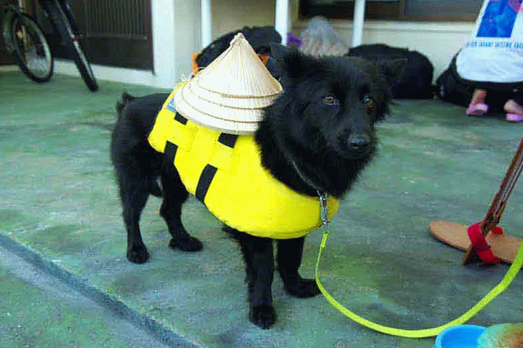 dog, sanani boat, lifejacket,straw hat, GIF