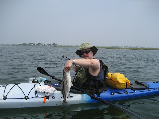 Catching a small striped bass on the Hampton River in New Hampshire https://cwkayaker.blogspot.com/2017/03/kayak-fishing-once-in-while.html