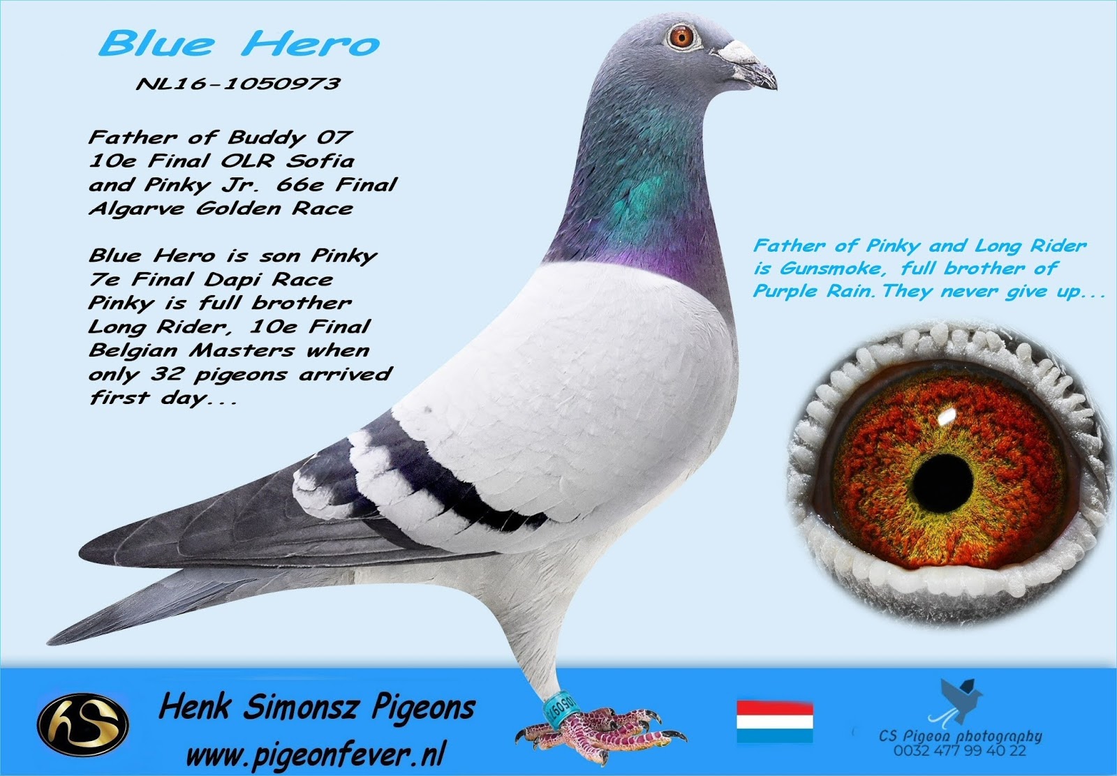 Pigeon Fever Breeders