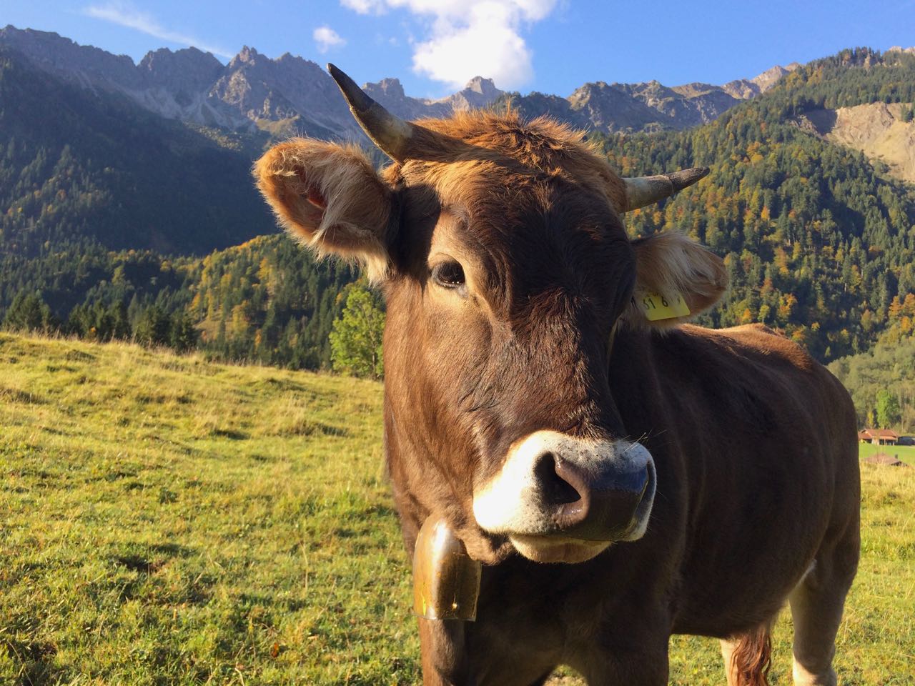 Wandertrilogie Allgau Etappe 43 Balderschwang Grasgehren