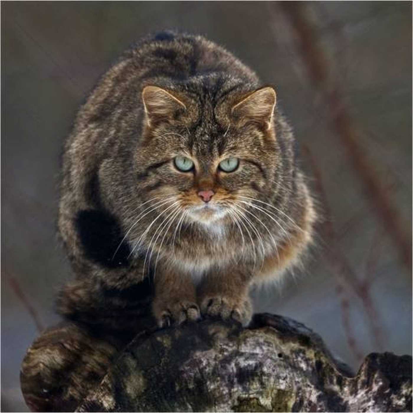 Дикий кот слушать. Европейский Лесной кот камышовый. Европейская Дикая Лесная кошка. Шотландский дикий Лесной кот. Шотландская Дикая Лесная кошка.